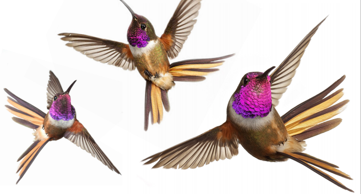 Las especies de colibrí de diferentes tamaños y formas tienen distintas capacidades de maniobra / Science