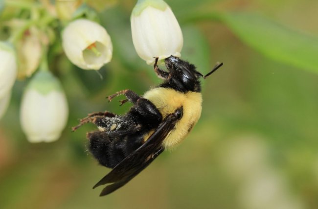 Una abeja (Bombus griseocollis) polinizando una flor de arándano. Crédito: Jason Gibbs.