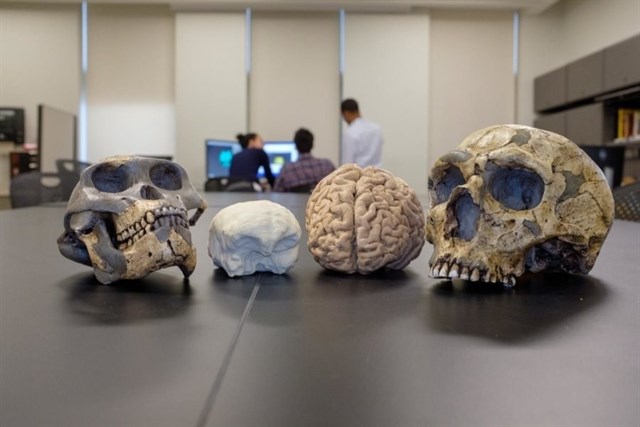 Modelos de los tamaños cerebrales de los ancestros al humano en comparación a los humanos actuales. Matt Wood, UChicago.