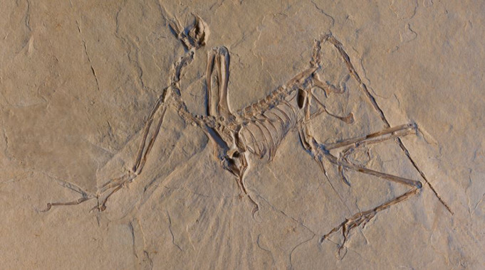 Fósil del ave jurásica arqueoptérix encontrado en Múnich / ESRF/Pascal Goetgheluck