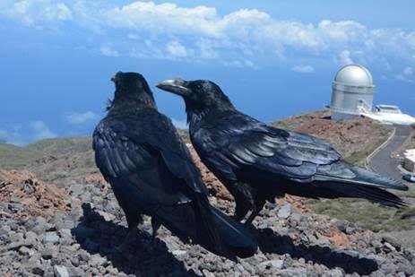 Los cuervos son un ejemplo de aves oscuras que ven restringida su área de distribución. En la imagen, dos ejemplares en zonas altas de La Palma. Ismael Galván facilitada (MNCN).