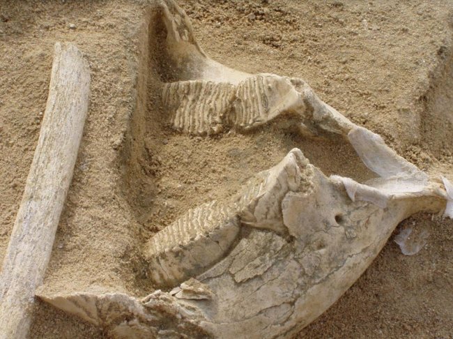 Mandíbula y costilla de mamut halladas en Madrid. Crédito: Joaquín Panera.