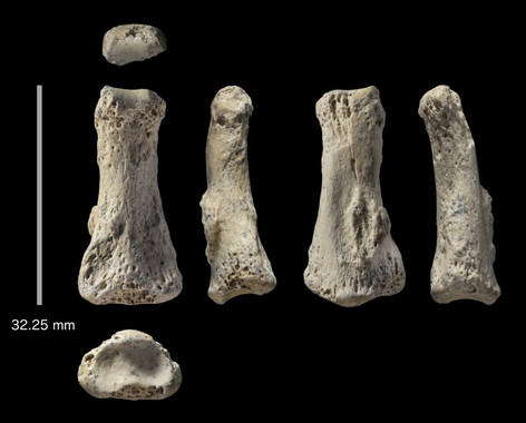 Fósil de la falange de Homo sapiens hallada en el yacimiento de Al Wusta en Arabia Saudí. / Ian Cartwright 